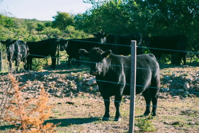Argentinian beef grass-fed cattle on pasture
