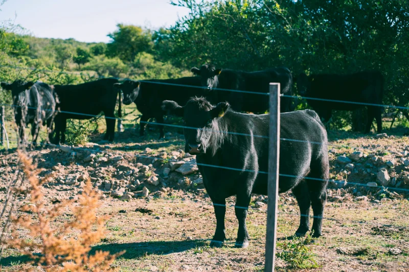 Argentinian beef grass-fed cattle on pasture